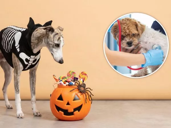 Galgo con una bolsa llena de dulces de Halloween y perro en una consulta veterinaria
