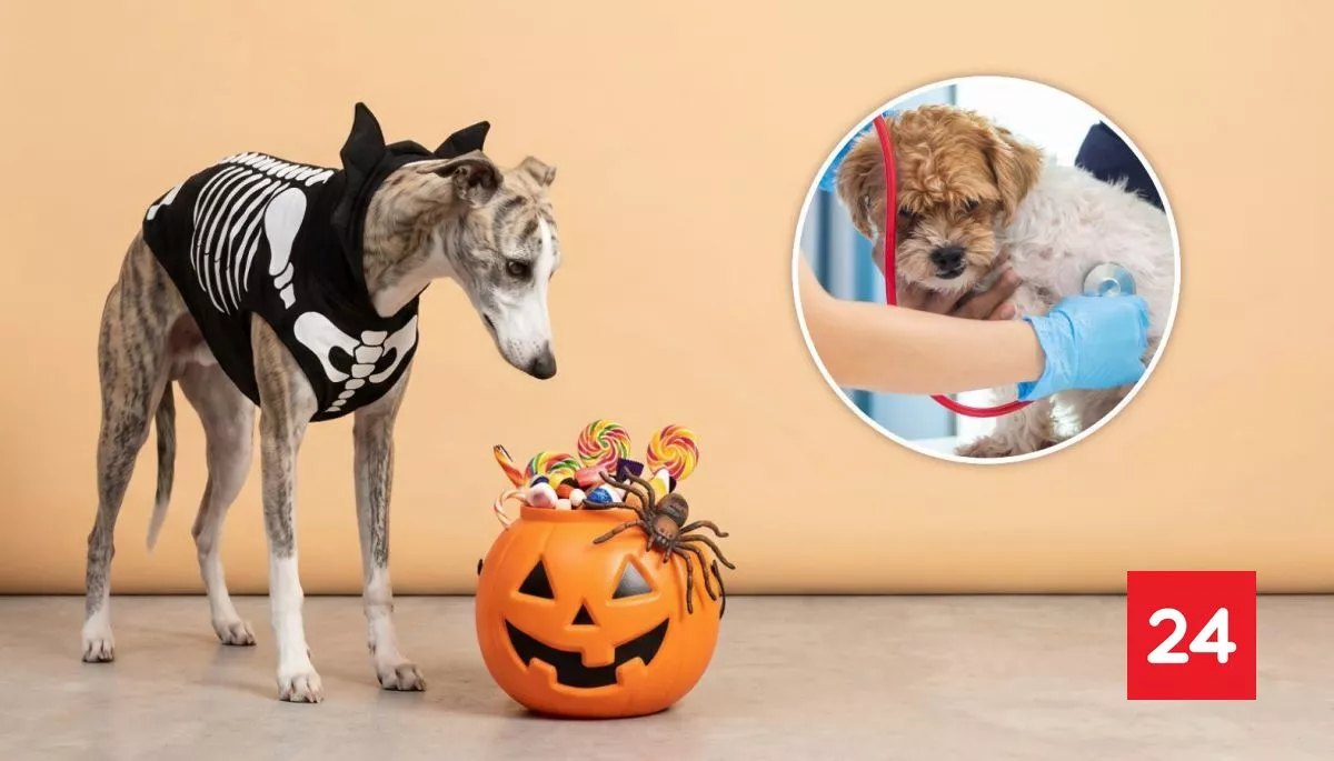 Halloween bajo alerta: los dulces que pueden intoxicar a tu perro