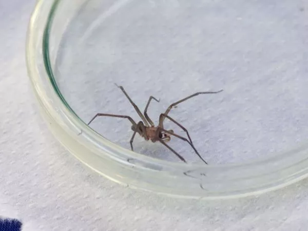 Una persona murió y otra está grave tras picaduras de araña de rincón en Coquimbo