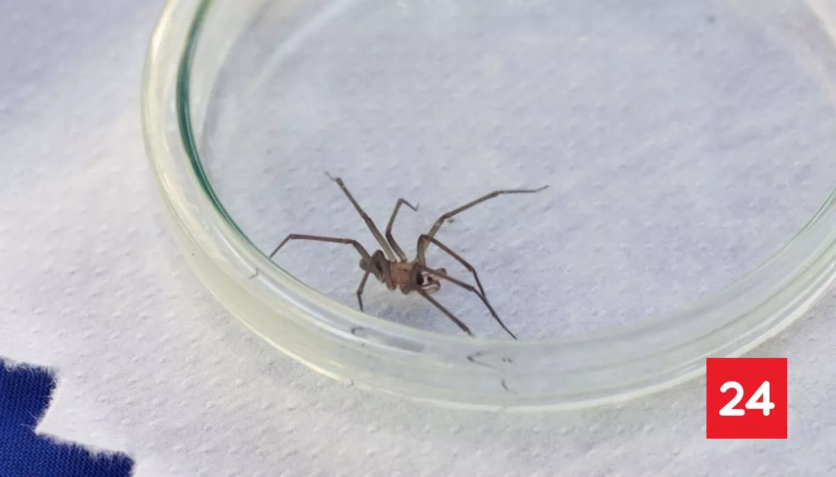 Una persona murió y otra está grave tras mordeduras de araña de rincón en Coquimbo