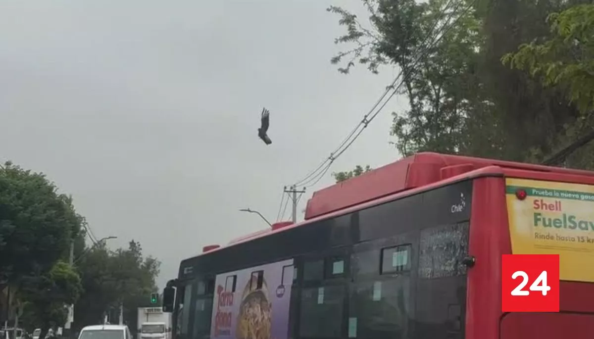 VIDEO: Motorista y chofer de bus Red se unen para rescatar a un ave atrapada en hilo de volantín en Recoleta