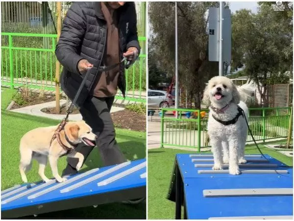 Estación Central tendrá una escuela canina municipal gratuita