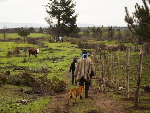 Ministra Rubilar y CONADI entregaron 994 hectáreas de tierras a comunidades mapuche de La Araucanía